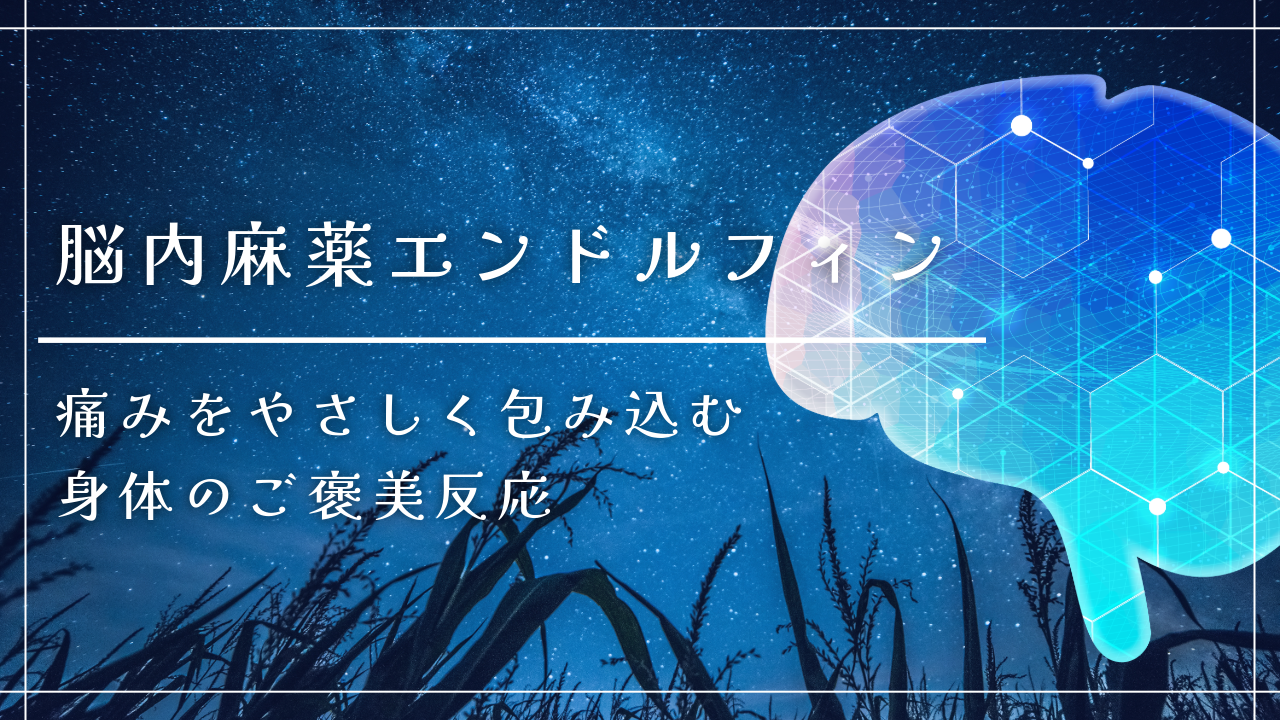 ️脳内麻薬エンドルフィン──痛みをやさしく包み込む、身体のご褒美反応
