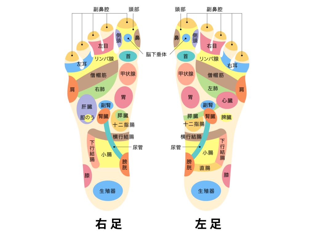 反射区の説明画像